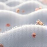 현미경으로 본 알레르기 유발 물질 제거